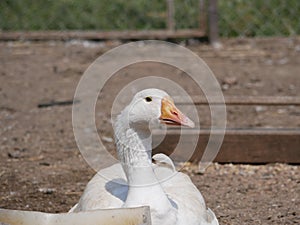 One white goose on a country farm. tamed goose on a Sunny summer day