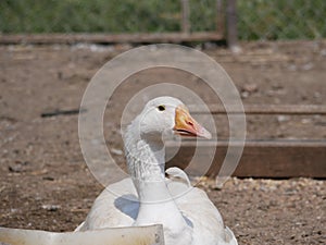 One white goose on a country farm. tamed goose on a Sunny summer day photo