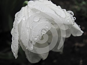 White Tulip after the rain close up