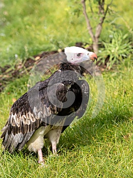 one White-headed Vulture, Trigonoceps occipitalis stands on the grass and looks for food
