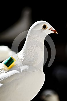 One white homing pigeon