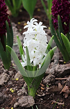 One white hyacinth flower Hyacinthus grows on a flower bed in the Gatchina park.