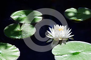 One white lily flower blossom on blue water and green leaves background close up, beautiful waterlily in bloom on pond, big lotus