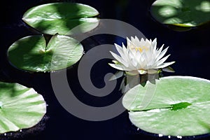 One white lily flower blossom on blue water and green leaves background close up, beautiful waterlily in bloom on pond, lotus