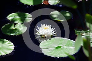 One white lily flower blossom on blue water and green leaves background close up, beautiful waterlily in bloom on pond, lotus