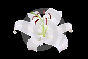 One white lily flower with red stamens and pollen on black background isolated close up, single beautiful blooming lilly flower