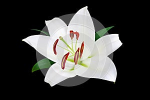 One white lily flower with red stamens, pollen and green leaves on black background isolated closeup, single beautiful lilly macro