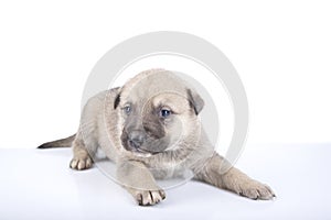 one white little labrador retriever puppy dog of one month on white background