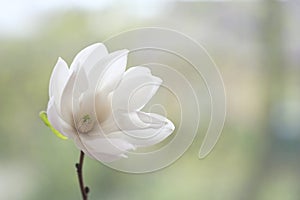 One white magnolia flower on a branch