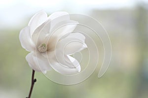 One white magnolia flower on a branch