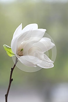 One white magnolia flower on a branch