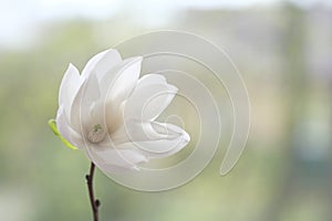 One white magnolia flower on a branch