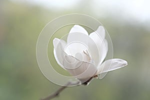 One white magnolia flower on a branch