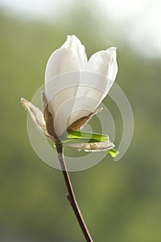 One white magnolia flower is half bloomed