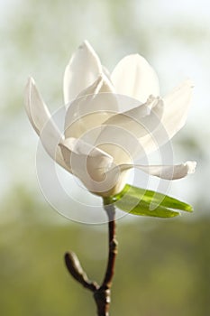 One white magnolia flower is half bloomed