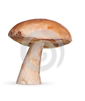 One white mushroom on background