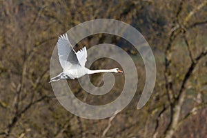 One white mute swan cygnus olor in flight in front of leafless forest