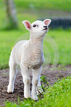 One white newborn lamb standing in green grass