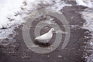 One white pigeon wolking in a park