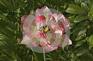 One white pink flower of Terry tulip TÃÂºlipa on a background of green leaves