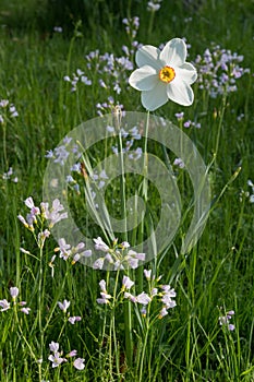 One white poets daffodil and cuckoo flowers, blurry park background. narcissus poeticus flower