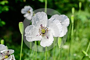 One white poppy flower with small water drops and blurred green grass in a sunny summer garden, beautiful outdoor floral