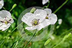 One white poppy flower with small water drops and blurred green grass in a sunny summer garden, beautiful outdoor floral