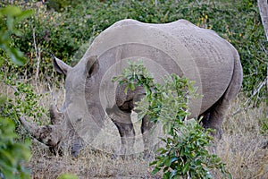 One White Rhinoceros grazing in the wild