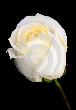 One white rose