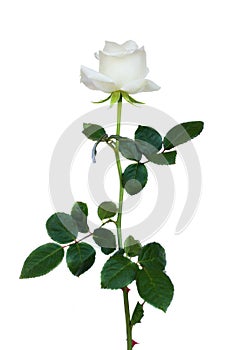 One white rose