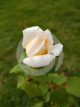 One white rose on blurred green background, close up photo