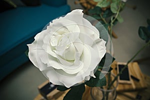One white rose