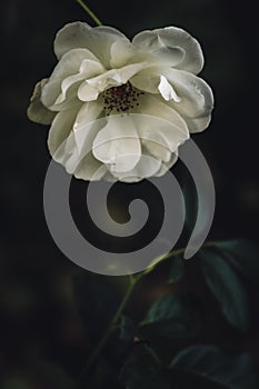 One white rose fades in autumn on a dark background