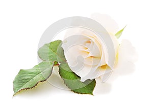 One white rose