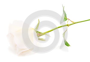 One white rose