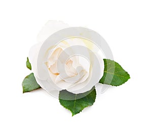 One white rose