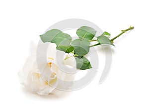One white rose