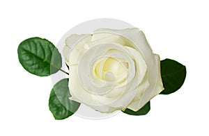one white rose