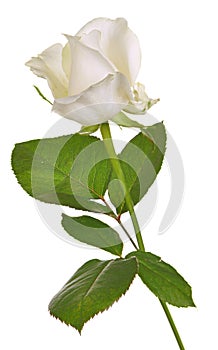 One White Rose Isolated
