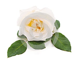 One white rose