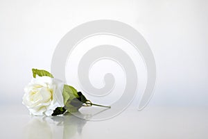 One white rose is placed on a white background