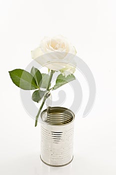 One white rose in a tin old can over white