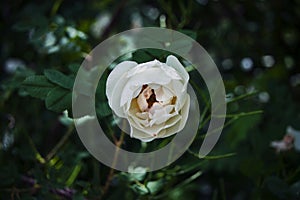 One white roseship flower on a dark green background, close-up