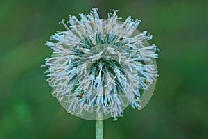 One white round bud of wild onions on a green stem