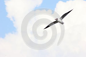 One white Seagull is floating alone against the blue sky and clouds, free space for text,