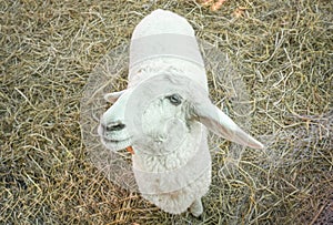 One White Sheep Looking Camera in Sheepfold or Stall
