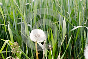 one white shoe on a green field