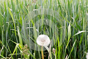 one white shoe on a green field