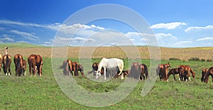 One white standout horse in the herd among brown horses against the background of a colorful blue sky and green hills