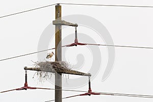 One white stork ciconia ciconia standing on nest on electricity pylon
